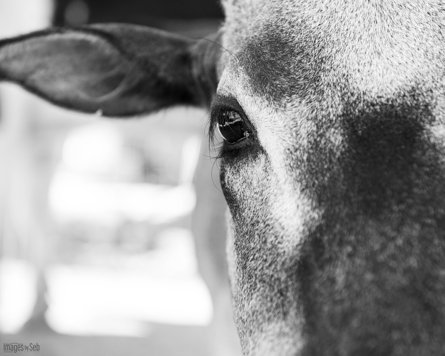 Bo (Print size 8x10)