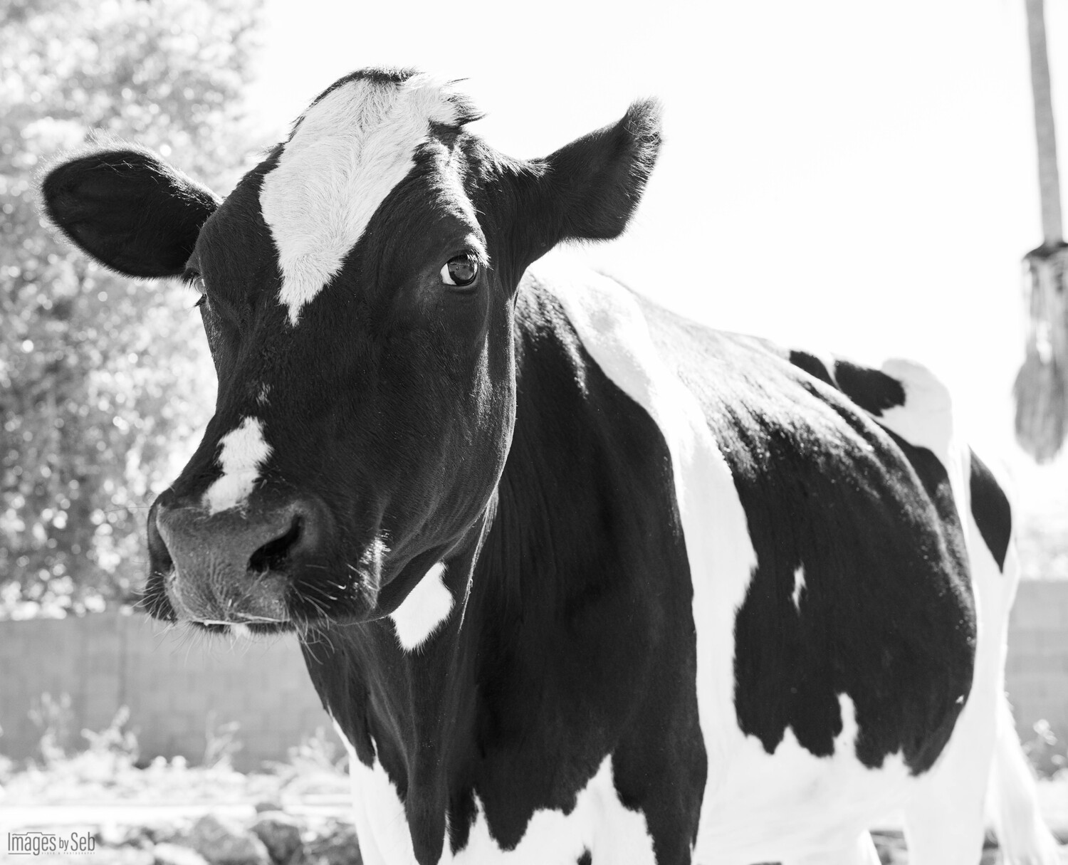 Stella (Print size: 8x10)