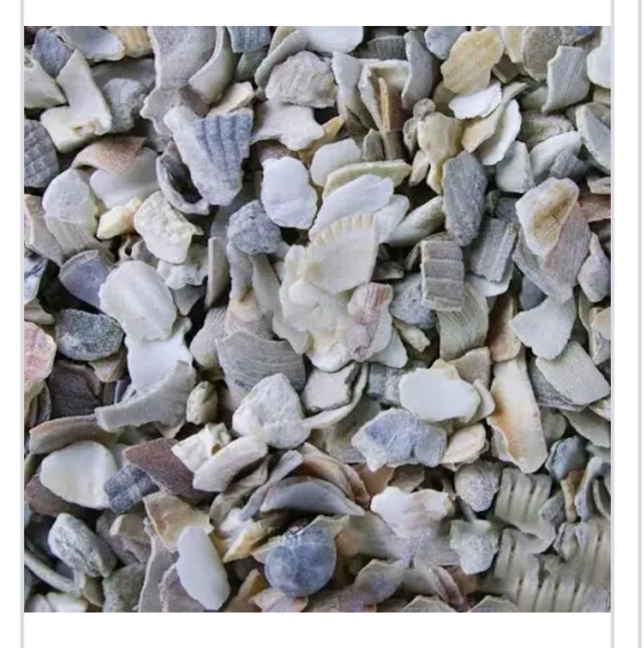 Mixed Oyster Shells