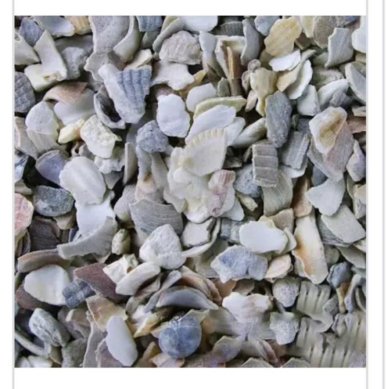 Mixed Oyster Shells