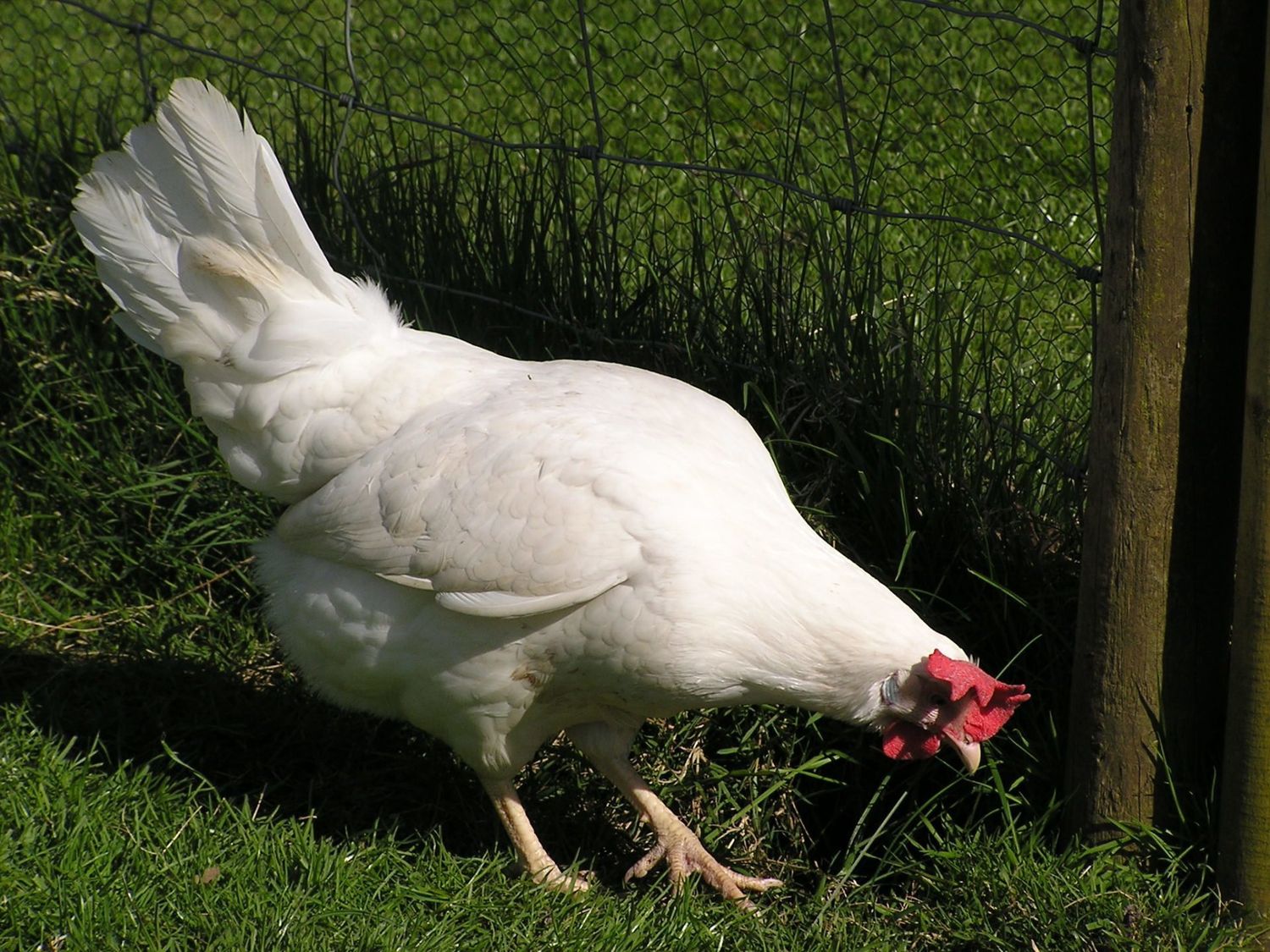 Pearl Leghorn