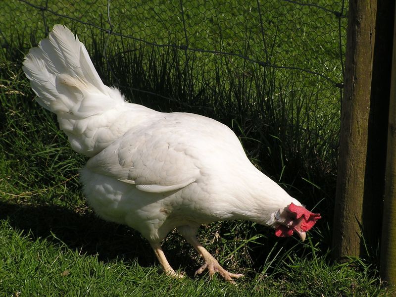 Pearl Leghorn
