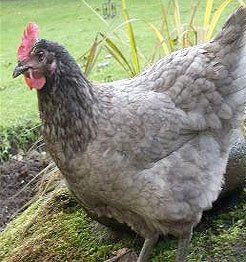 Bluebell Maran