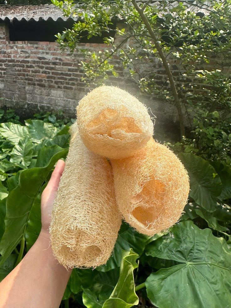 Loofa - 100% Organic &amp; Garden Grown