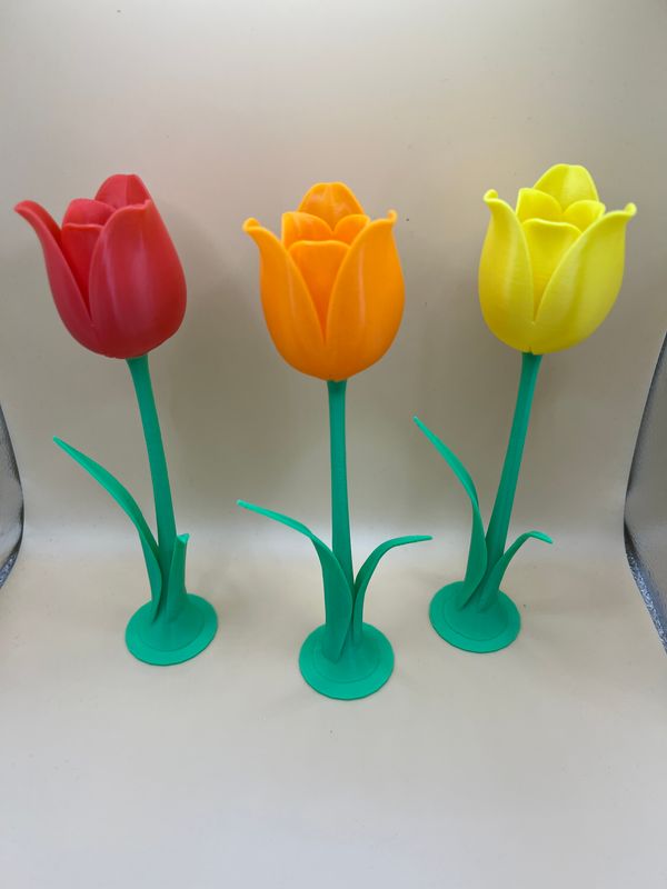 Tulipán