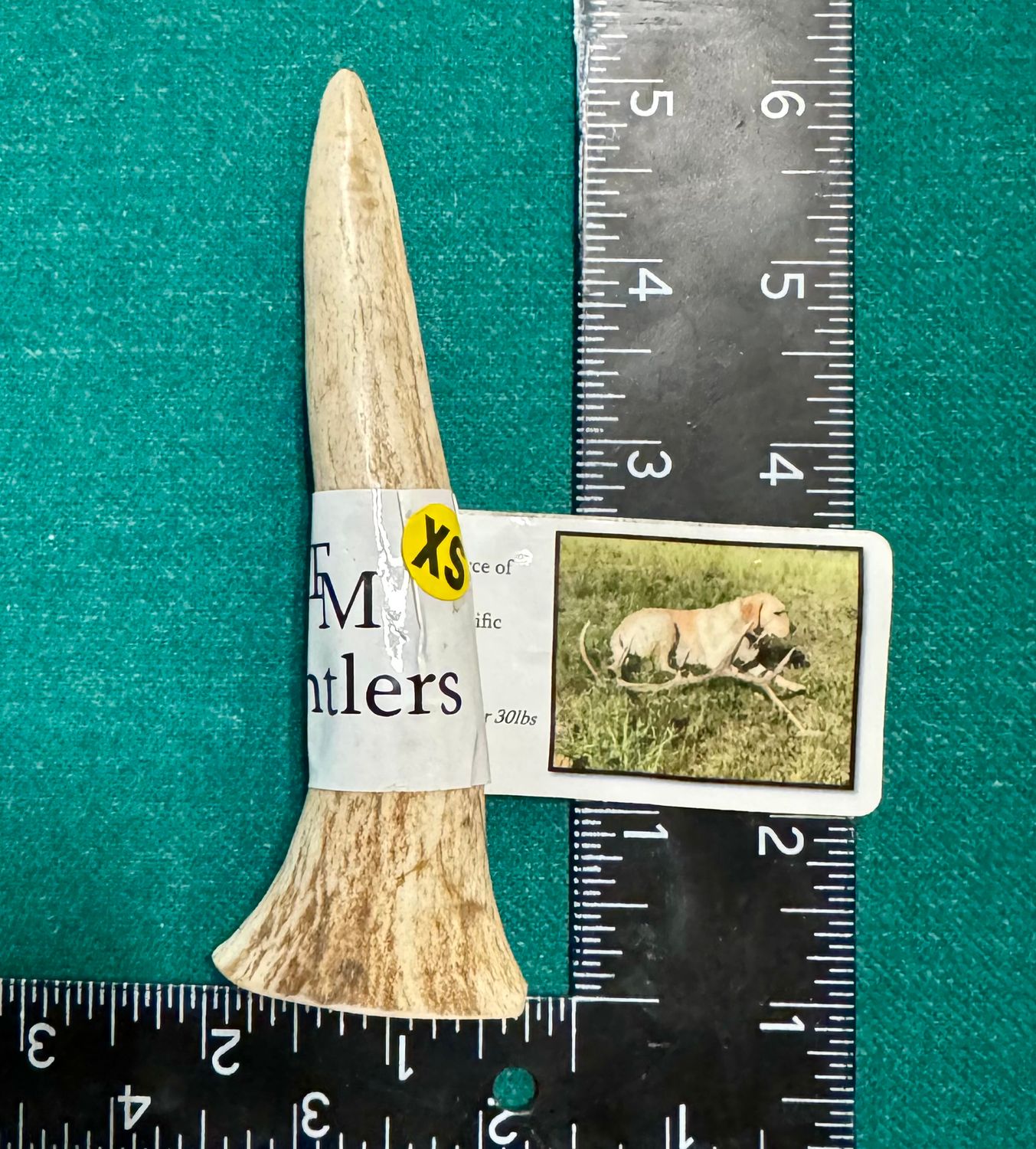 X-Small Whole Elk Antler Dog Chew