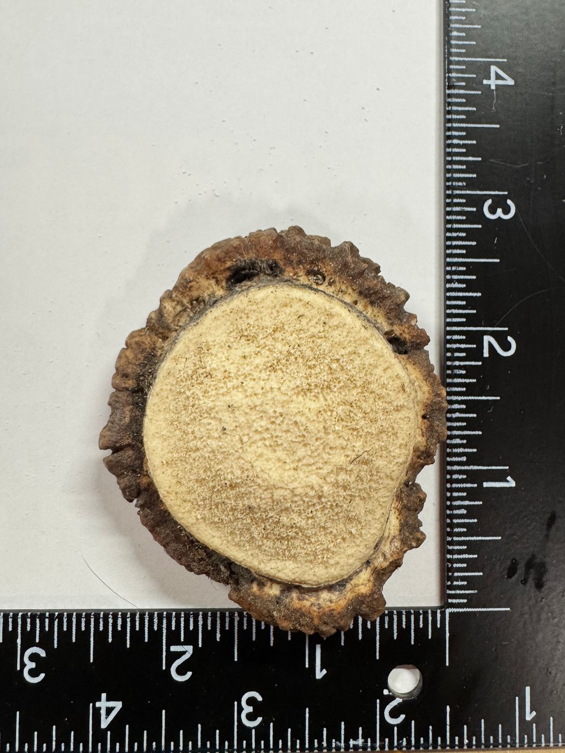Elk Antler Burr