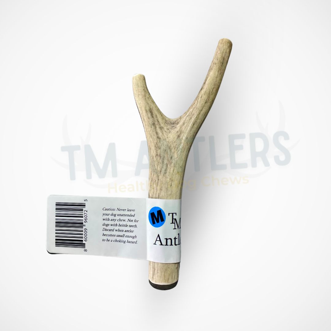Medium Deer Antler Dog Chew