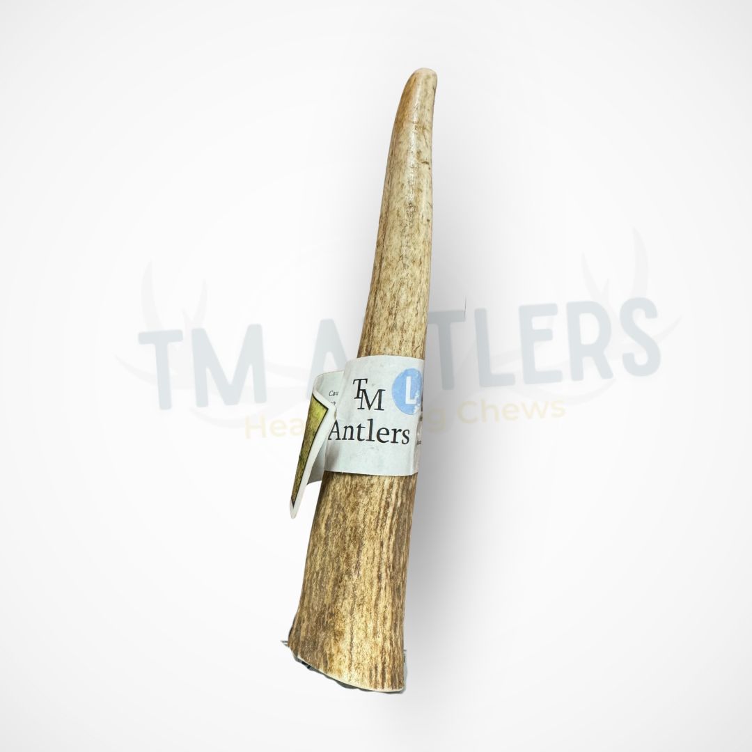 Large Whole Elk Antler Dog Chew