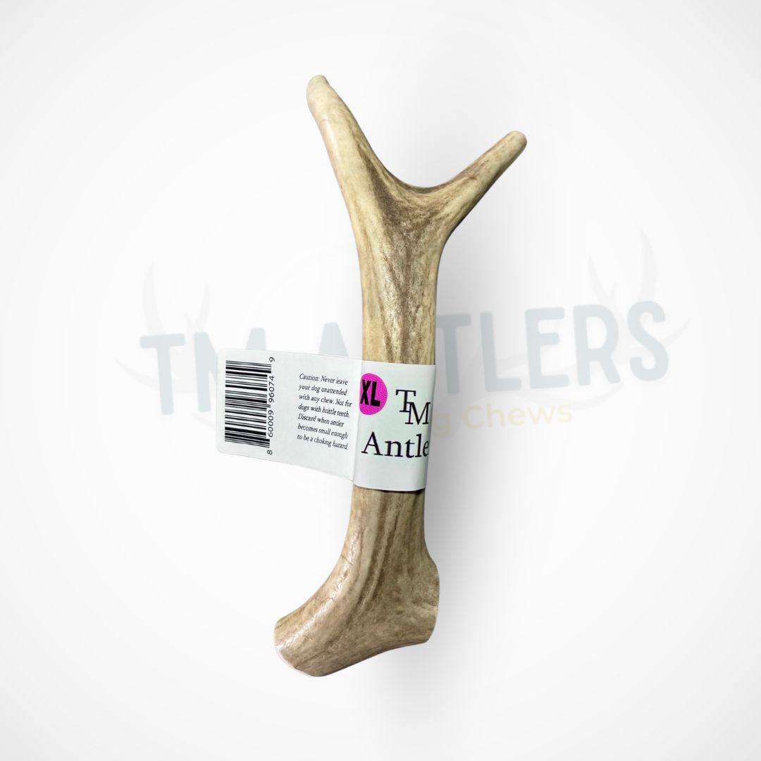 XL Deer Antler Dog Chew