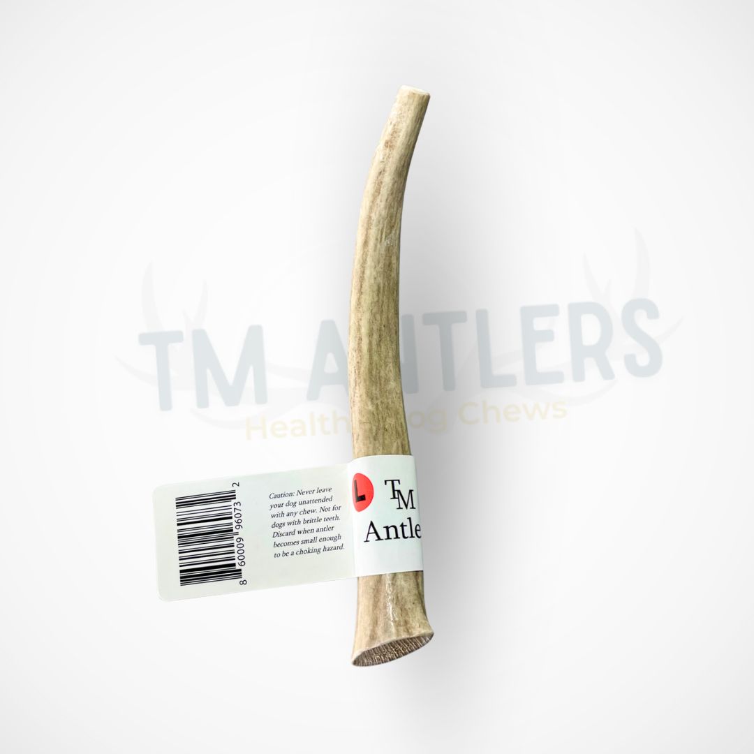 Large Deer Antler Dog Chew