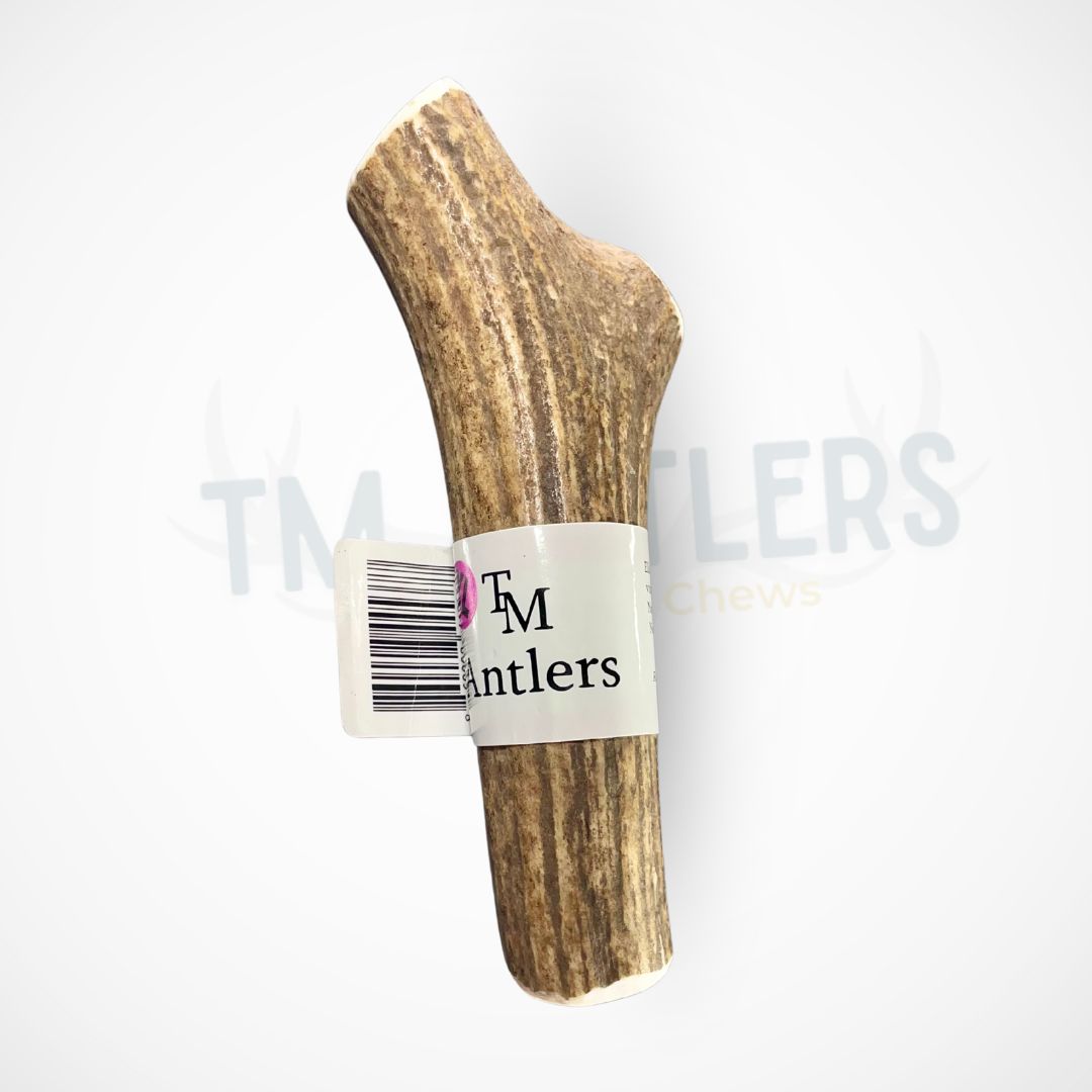 XL Whole Elk Antler Dog Chew