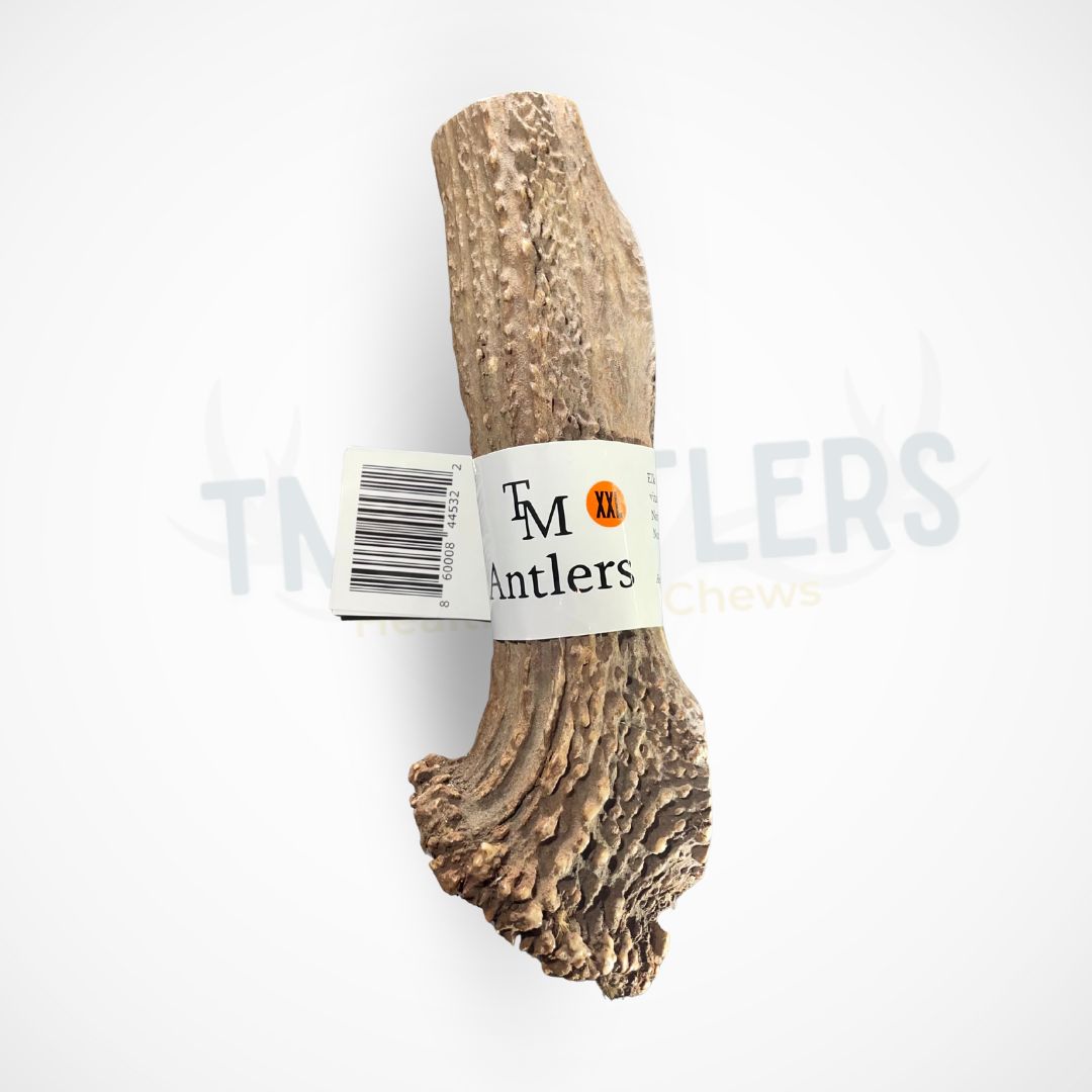 XXL Whole Elk Antler Dog Chew