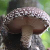 Bio Shiitakes