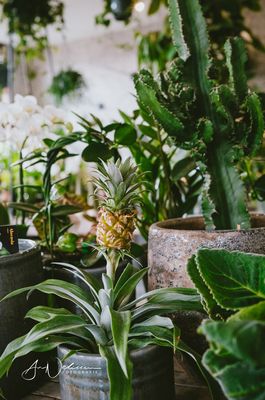 Planten