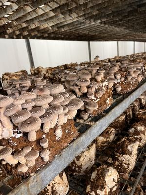 Bio Shiitakes