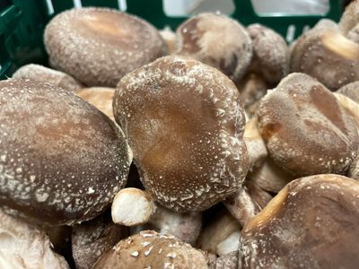 Bio shiitakes