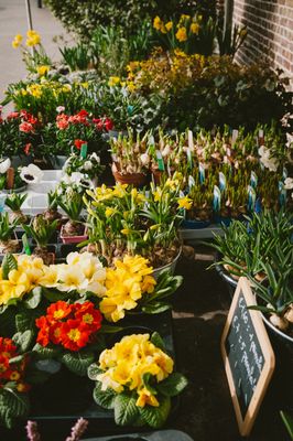 Tuinplanten