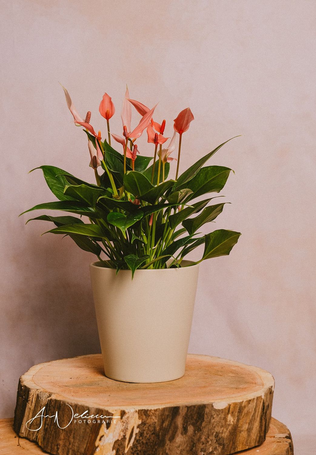 Anthurium Mille Fleur