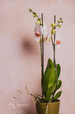 Klassieke orchidee