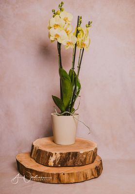 Klassieke orchidee