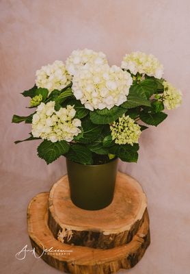 Hortensia