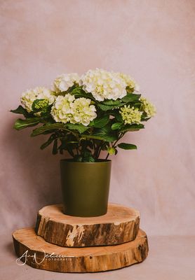 Hortensia