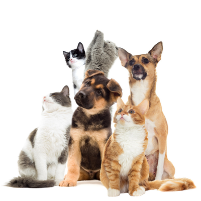 Pet Supplies