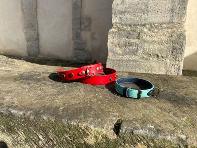 Collection chien