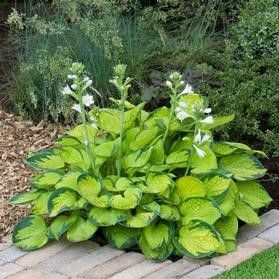 Hosta 'Rainforest Sunrise' #1 Tuber