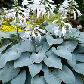 Hosta 'Bulletproof' #1 Tuber