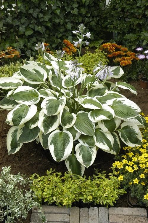 Hosta 'Minuteman' #1 Tuber