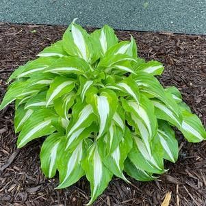 Hosta 'Night Before Christmas' #1 Tuber