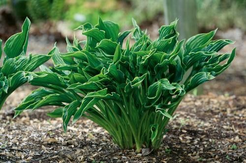 Hosta 'Praying Hands' #1 Tuber