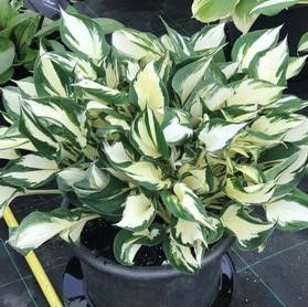 Hosta 'Fire and Ice (fortunei)' #1 Tuber