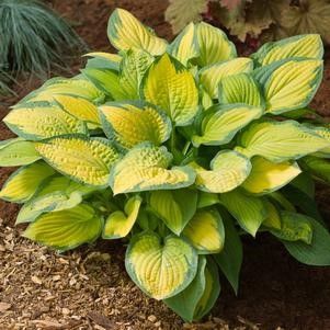 Hosta 'Paul's Glory' #1 Tuber
