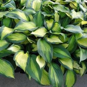 Hosta 'Forbidden Fruit' #1 Tuber