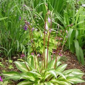 Hosta 'Cherry Berry’ #1 Tuber