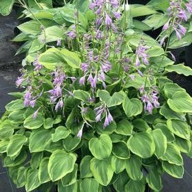 Hosta 'Gold Standard' #1 Tuber Coming Soon