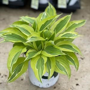 Hosta 'Yellow Polka Dot Bikini', #1 Tuber