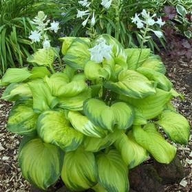 Hosta 'Stained Glass' #1 Tuber