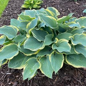 Hosta 'First Frost' #1 Tuber