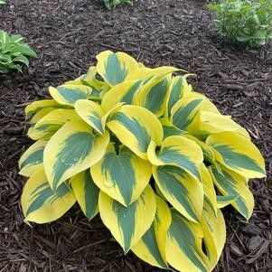 Hosta 'Ben Vernooij' #1 Tuber