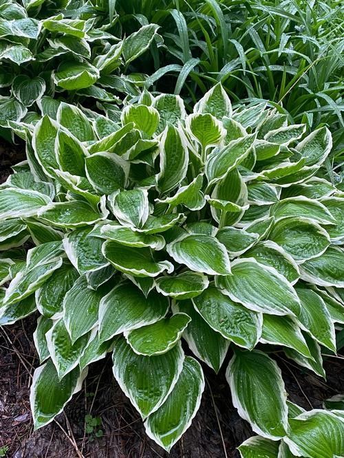 Hosta 'Francee' #1 Tuber