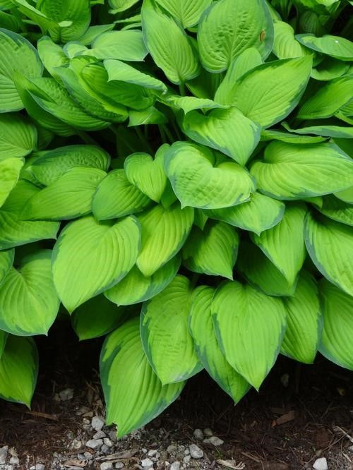 Hosta 'Golden Tiara' #1 Tuber