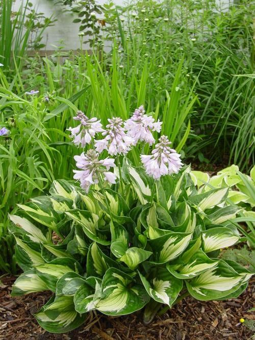 Hosta 'Whirlwind', #1 Tuber