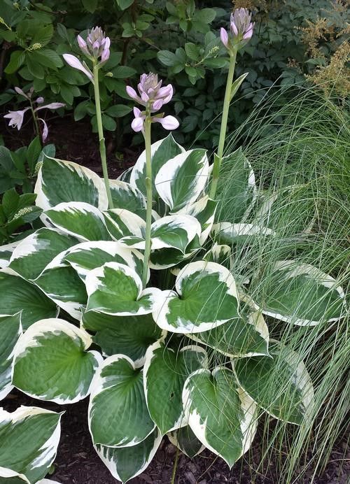 Hosta 'Patriot' #1 Tuber