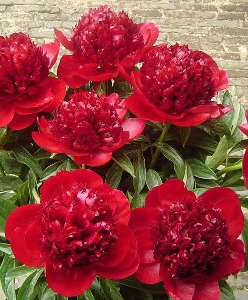 Peony Red Charm 3-5 Eye Tuber