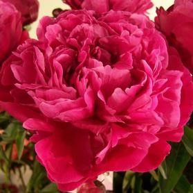 Peony Red Sarah Bernhardt 3-5 Eye Tuber
