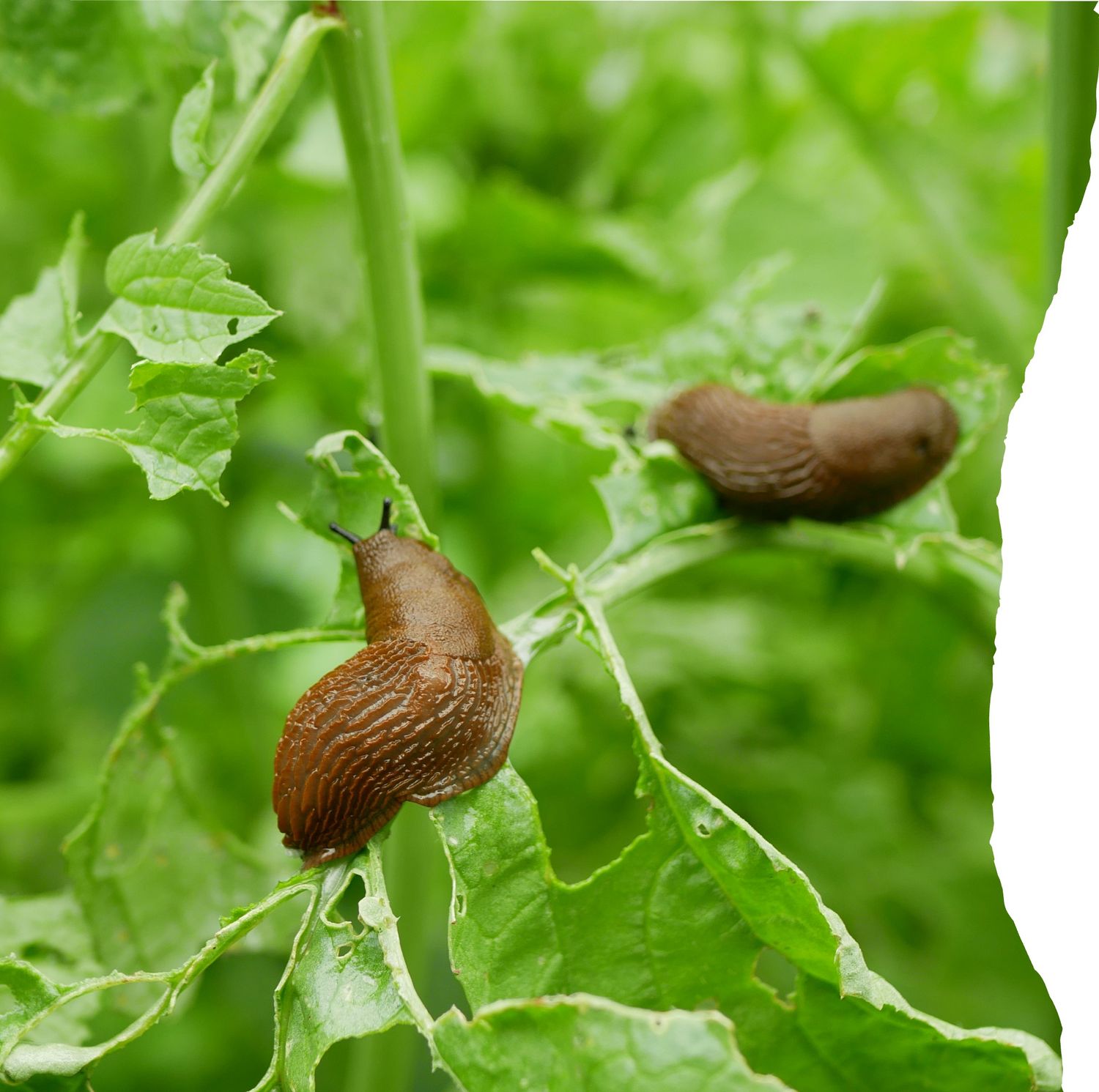 The Bugs Class: Saturday, February 14, 9:30-11am